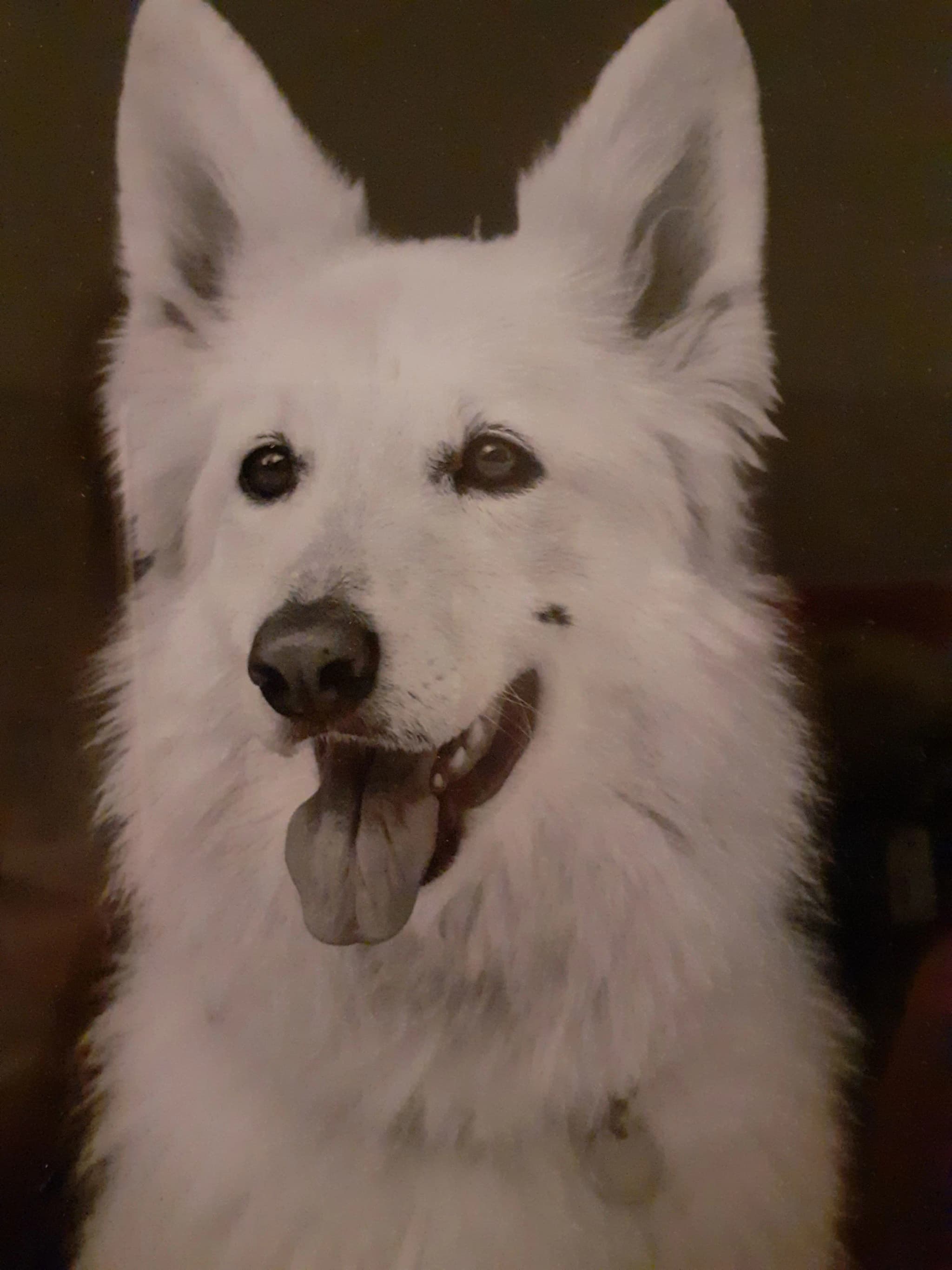 Belle. The White Wolf That Lies Within Me